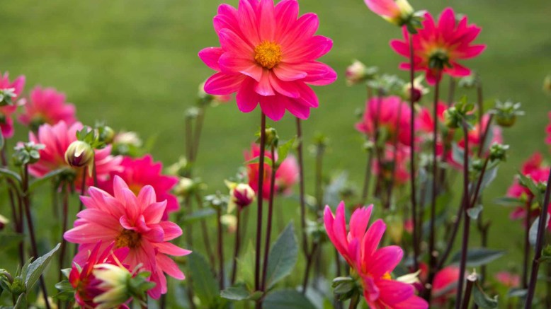 flowers colourful colorful plant